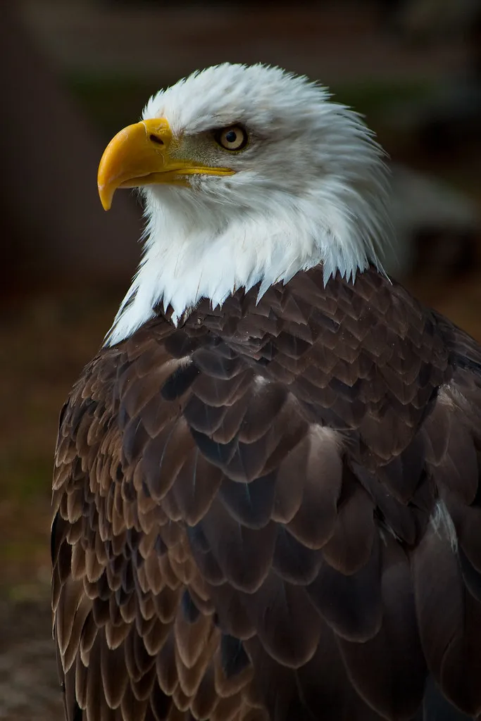 베글에 독수리관련글이 있어서 올리는 상식하나_2.webp