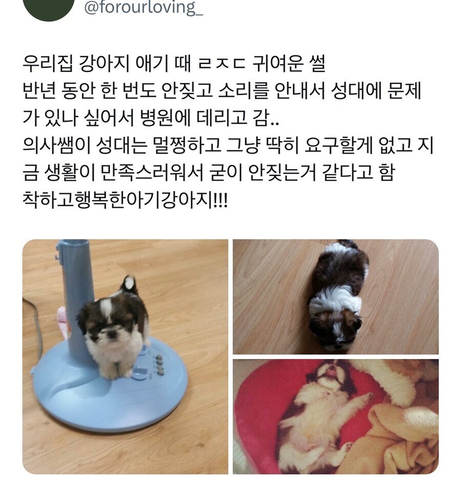 응애 댕댕이가 한번도 안짖은 이유.jpg_1.jpg