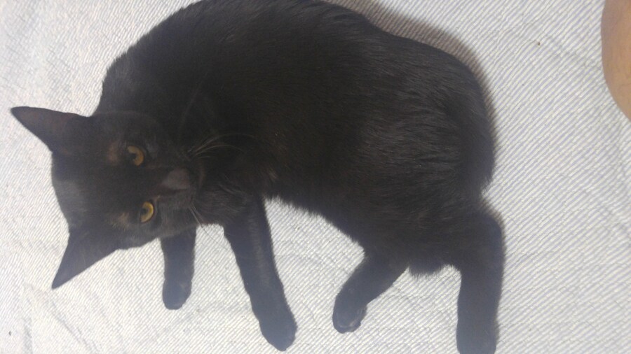 우리집 고양이 캣그라스 먹는거 보고가_3.jpg