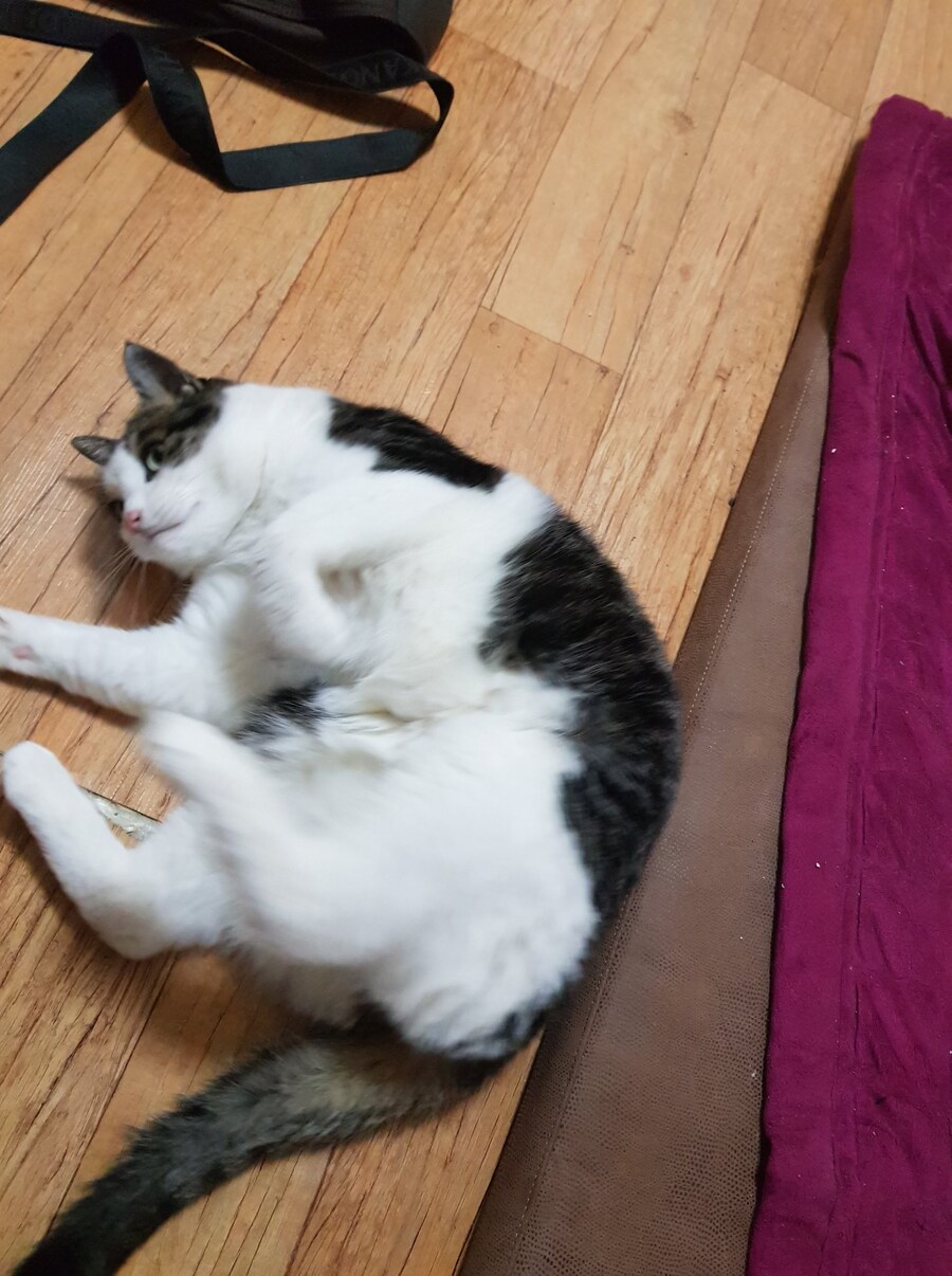 우리집 고양이 캣그라스 먹는거 보고가_7.jpg