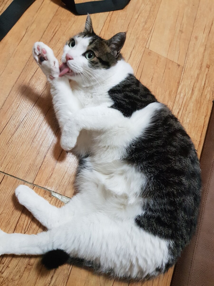 우리집 고양이 캣그라스 먹는거 보고가_8.jpg