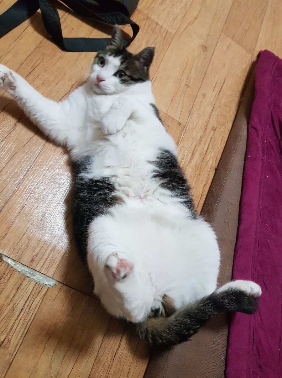 우리집 고양이 캣그라스 먹는거 보고가_10.jpg