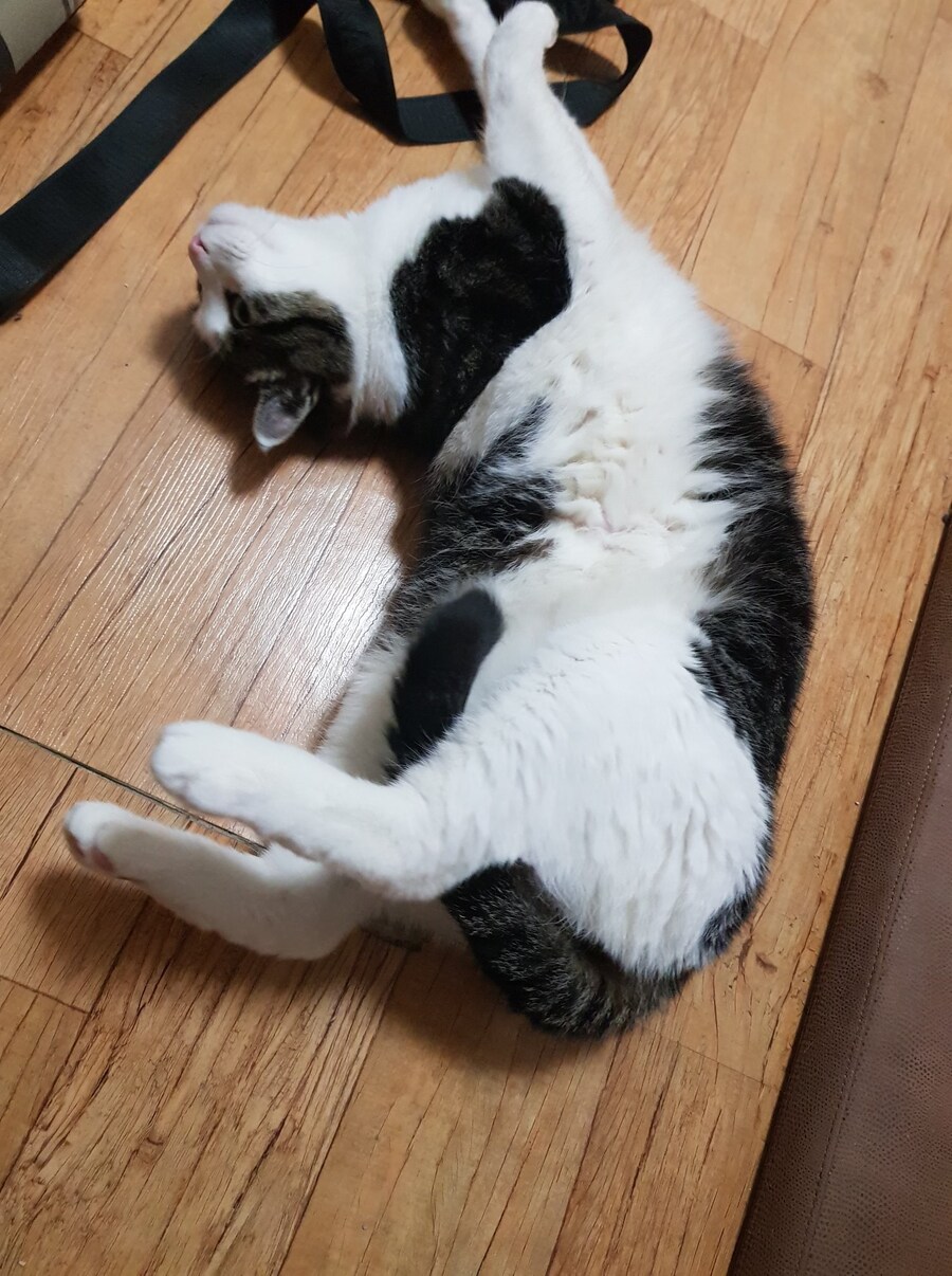 우리집 고양이 캣그라스 먹는거 보고가_11.jpg