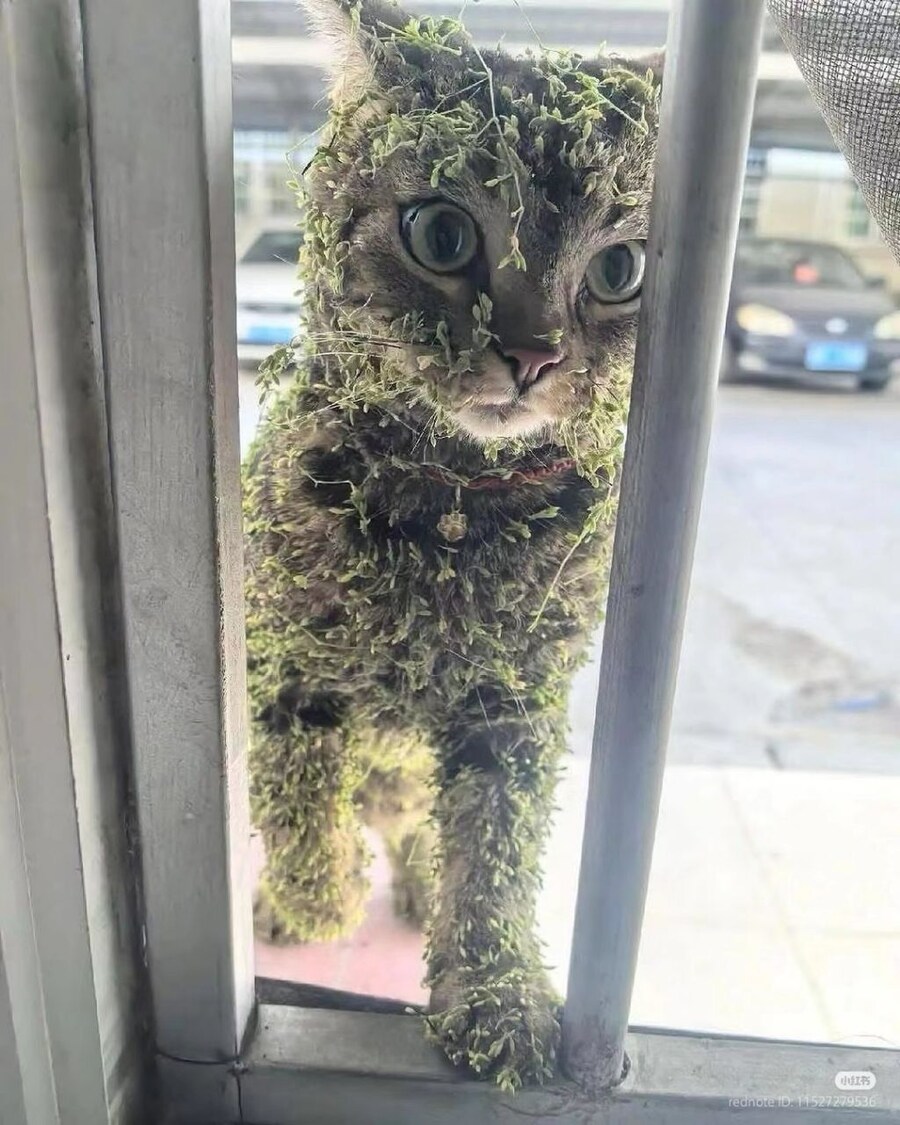 작은 모험을 끝내고 돌아온 고앵_1.jpg