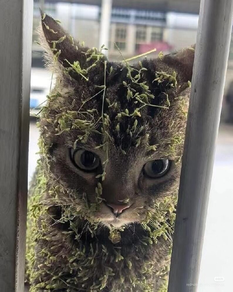 작은 모험을 끝내고 돌아온 고앵_2.jpg