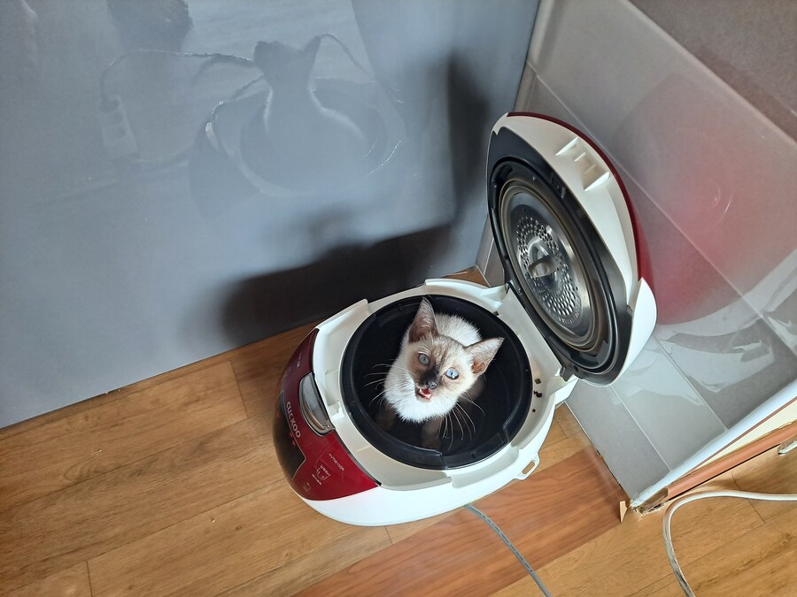 고양이 요리 실패해서 다 태웠다..._2.jpg