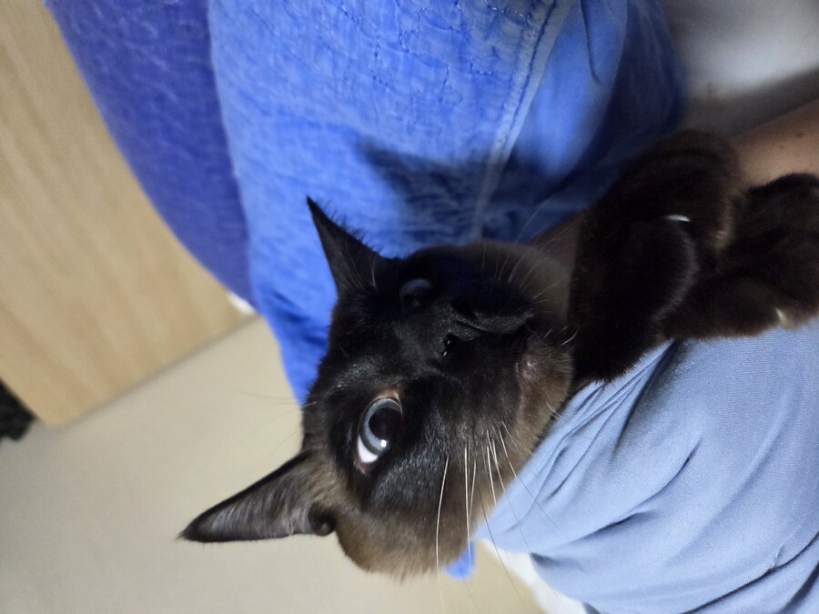 고양이 요리 실패해서 다 태웠다..._4.jpg