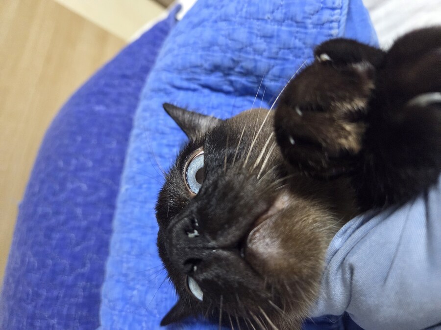 고양이 요리 실패해서 다 태웠다..._6.jpg