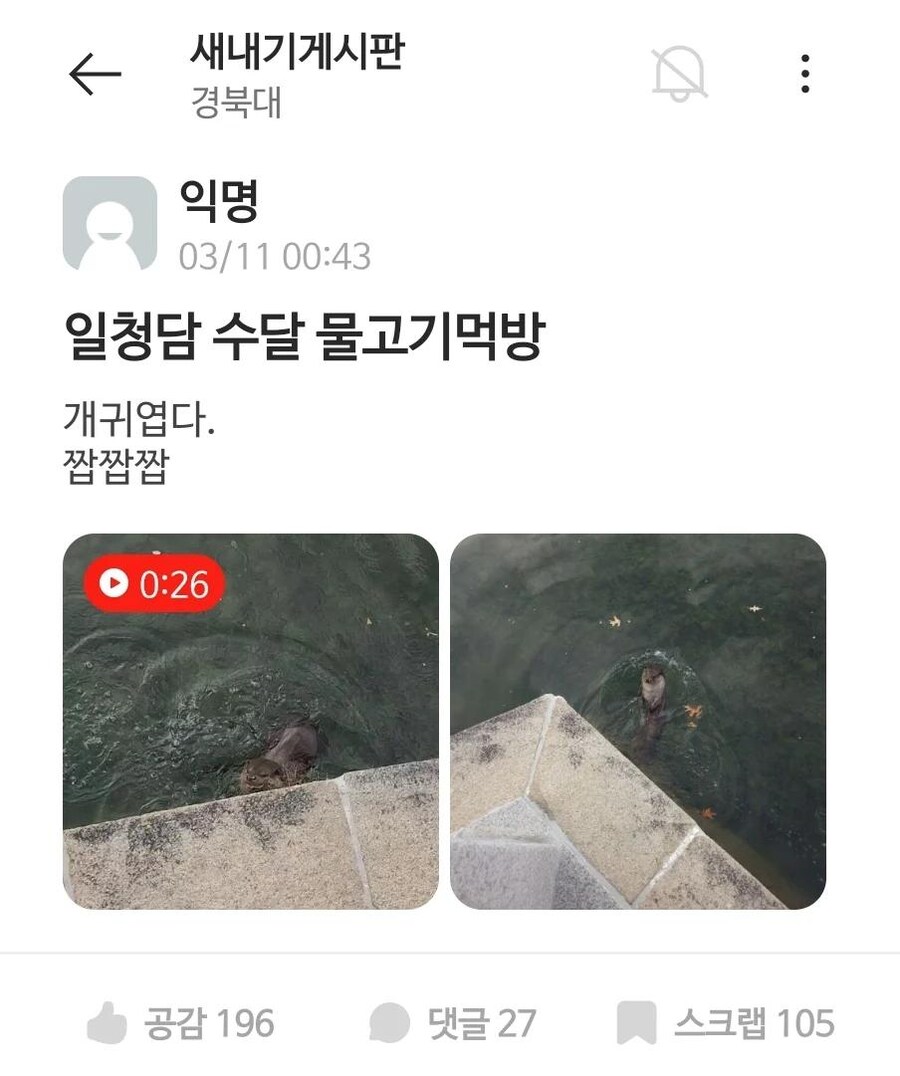 경북대학교 호수에 출몰한 수달 근황_1.jpg