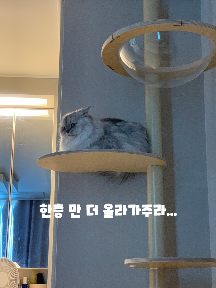 [샤넬툰] 캣폴 !!_2.jpg