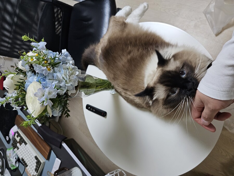 예쁜 꽃, 예쁜 고양이_2.jpg