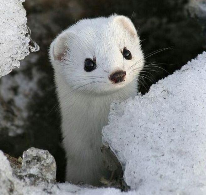 니들 절대 족제비 잡지 마라_1.jpg