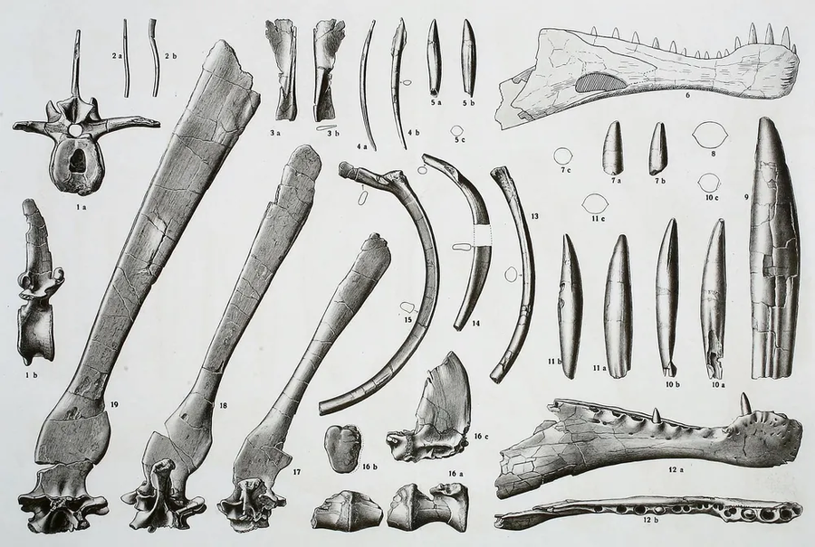 공룡 복원도에서 문제가 자꾸 생기는 진짜 이유_2.webp