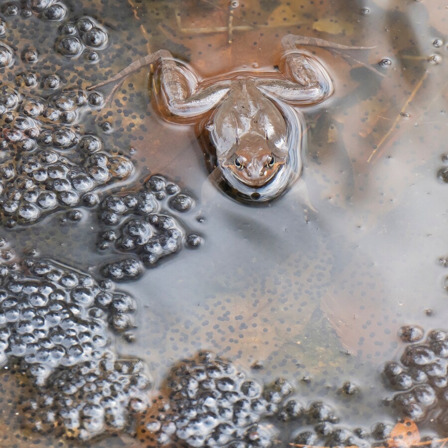 개구리들의 짝짓기 입니다._1.jpg