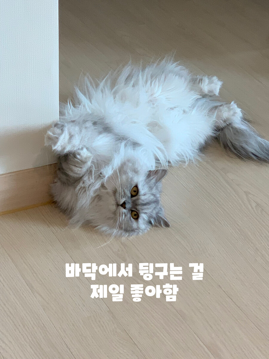 [샤넬툰] 바구니 !!_2.jpg