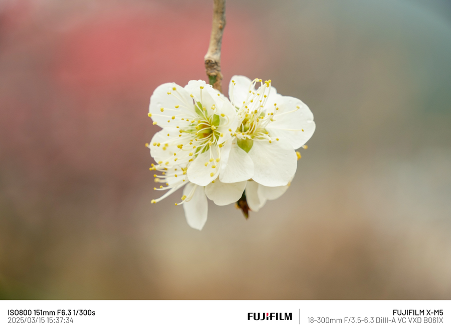 [사진] 매화_3.webp