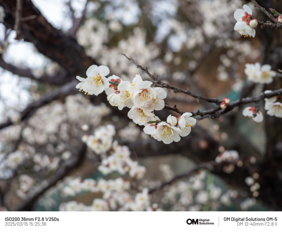 [사진] 매화_5.webp