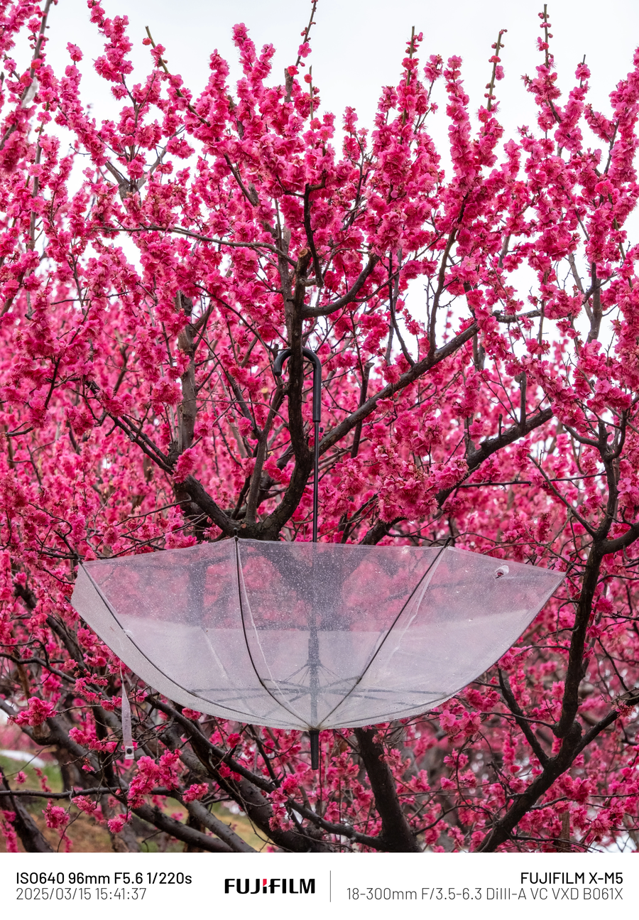 [사진] 매화_6.webp