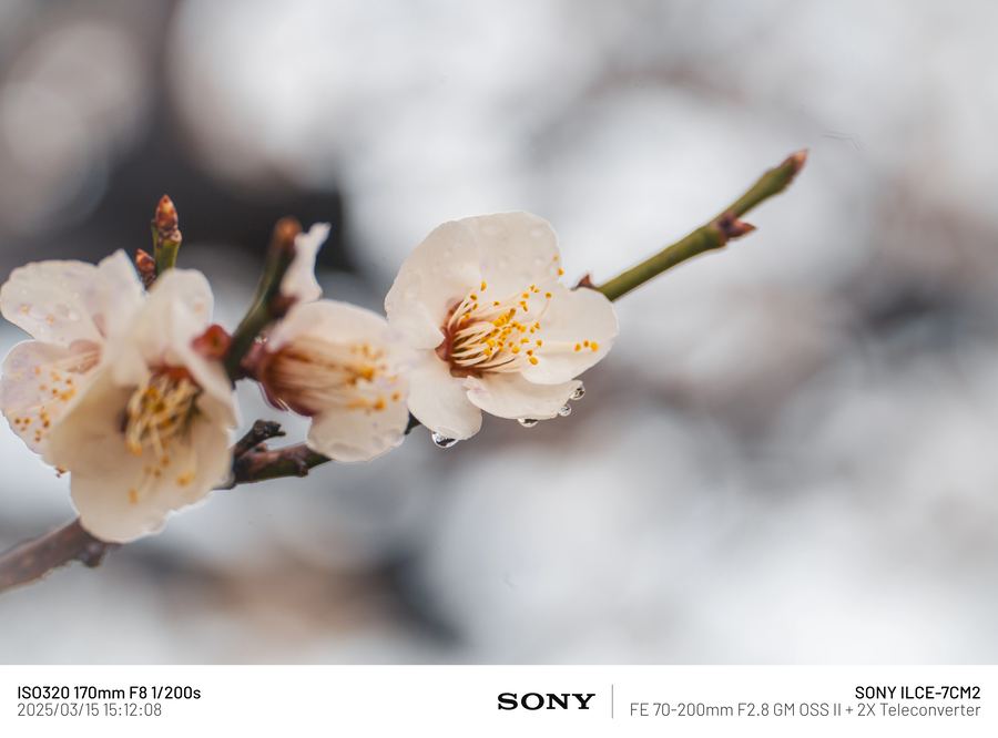 [사진] 매화_1.webp