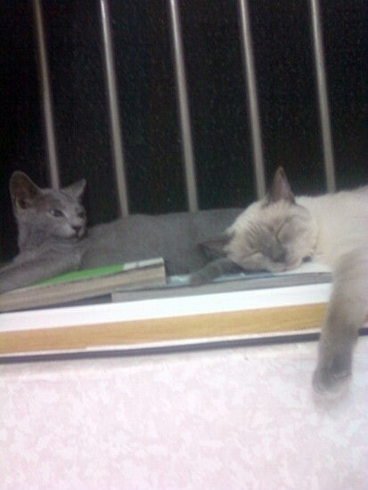 3월13일은 라온이의 14번째 생일이었습니다_12.jpg