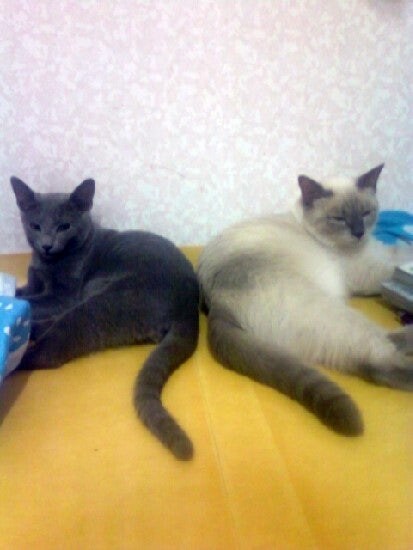 3월13일은 라온이의 14번째 생일이었습니다_16.jpg