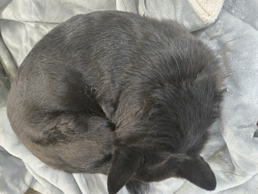 우리집 동물들 보고 갈래?_6.jpg