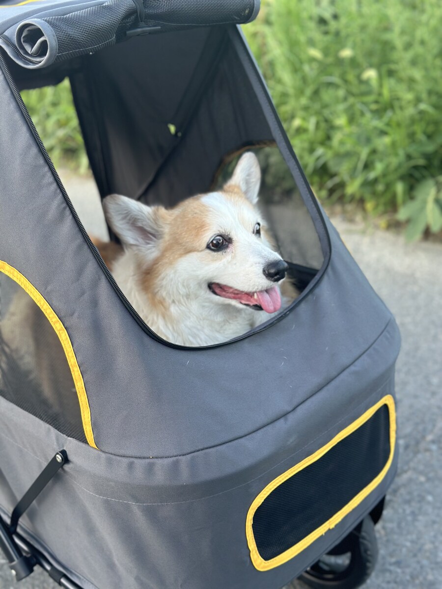 꺼져가는 생명을 지켜보는건 너무 힘든 일입니다_1.jpg