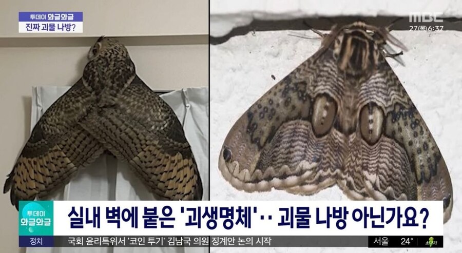 실내벽에 붙은 괴생명체_2.jpg