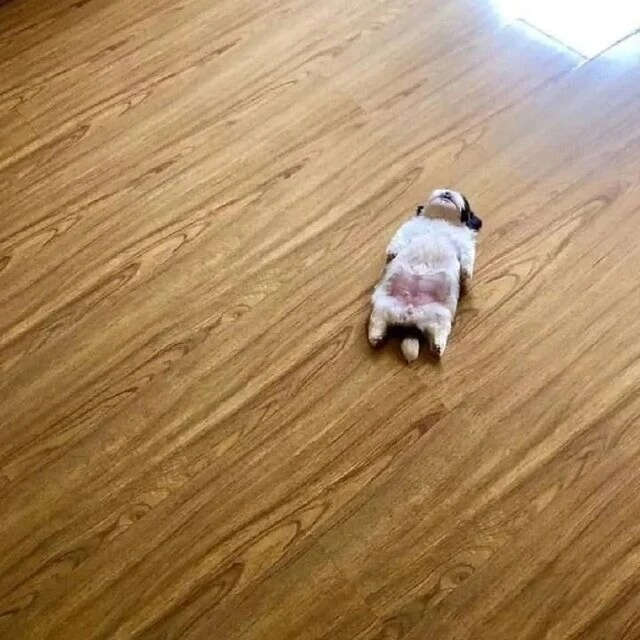 강아지의 상황별 수면자세_2.png