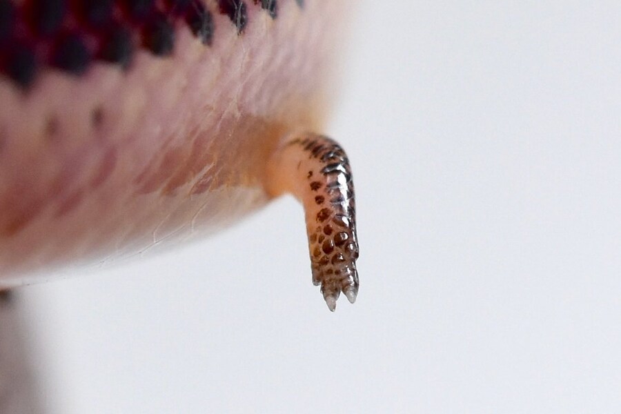 뱀에게 손이 달려 있는 이유_3.jpg