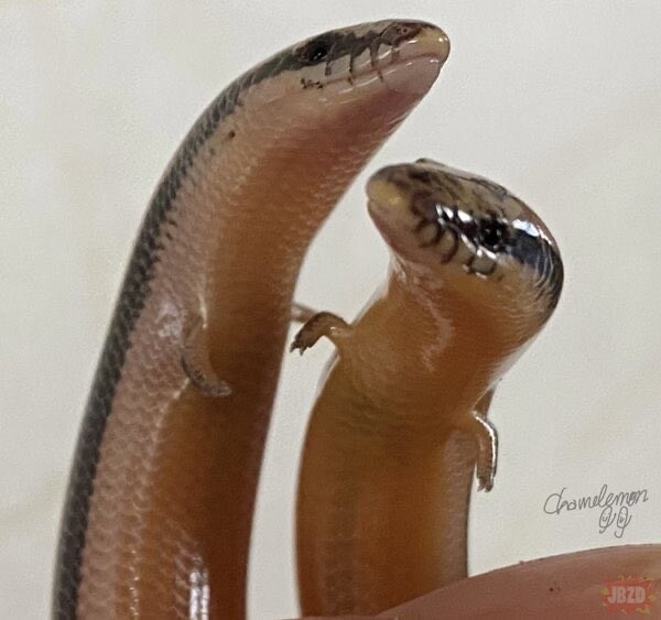 뱀에게 손이 달려 있는 이유_4.jpg