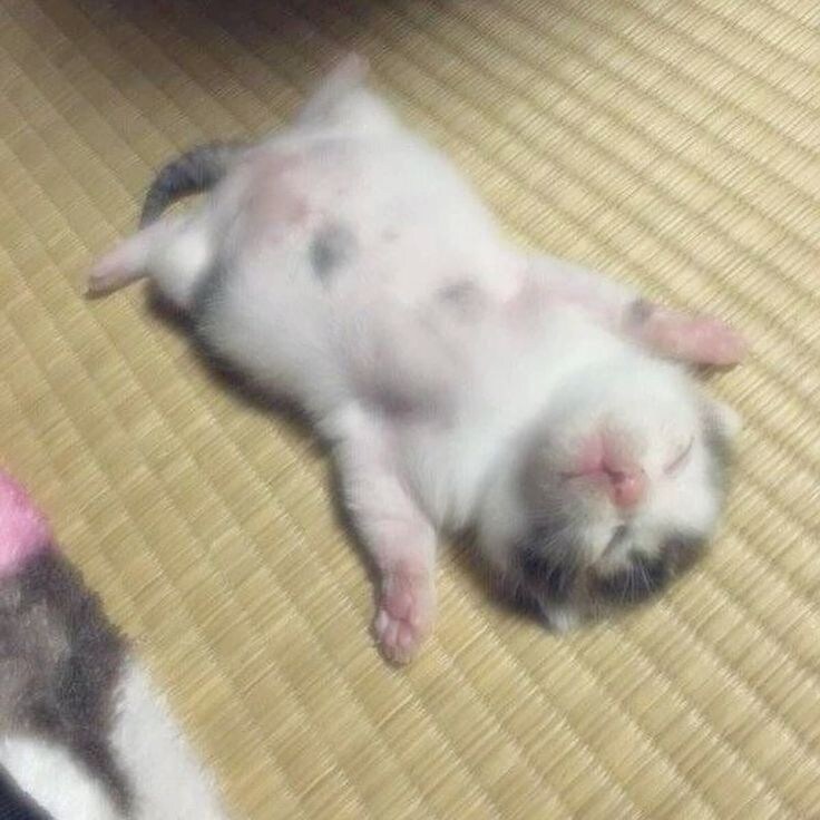 배부른 아기 고양이 특.jpg_5.jpg