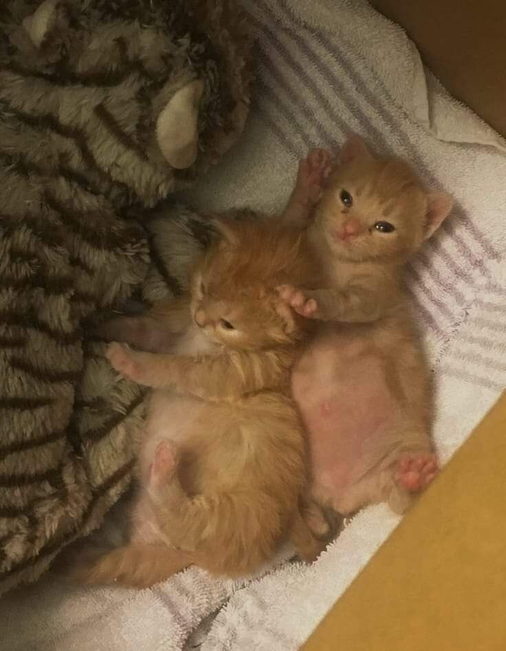 배부른 아기 고양이 특.jpg_7.jpg