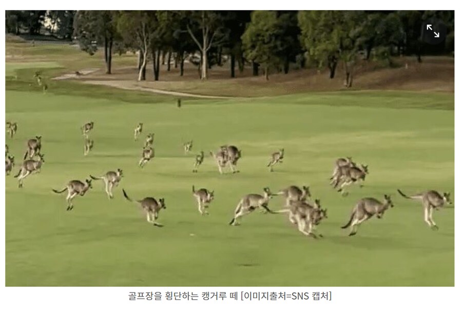 30 넘어서 캥거루 족 개웃기네 ㅋㅋㅋㅋㅋㅋ_1.png