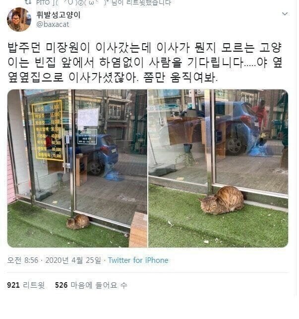 '이사' 라는 개념을 모르는 고양이.jpg_1.jpg