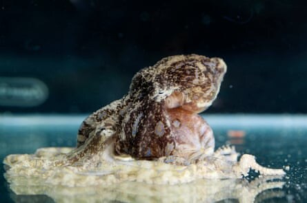 맹독성으로 유명한 문어 수컷이 살아남는 법_4.jpg