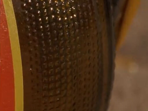 맥주병 때문에 멸종할 뻔한 딱정벌레 feat 호주_7.jpg