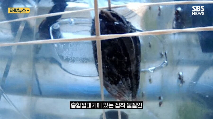 '홍합' 근황류 甲_5.png