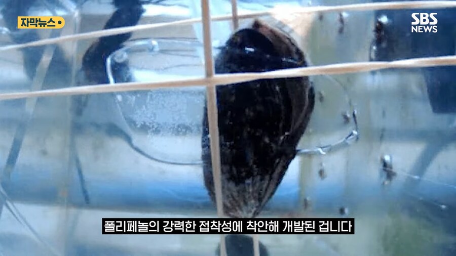 '홍합' 근황류 甲_6.png