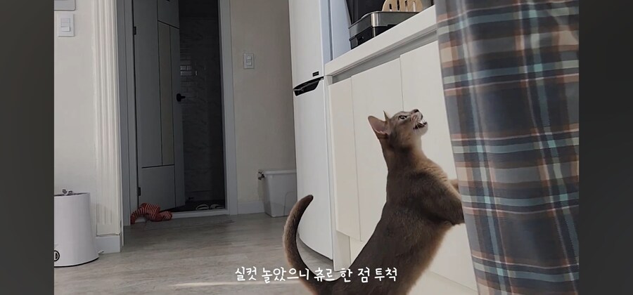 냥집사들 최고로 사악해지는 순간_1.jpg