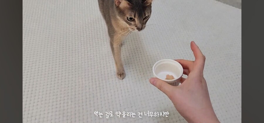 냥집사들 최고로 사악해지는 순간_9.jpg