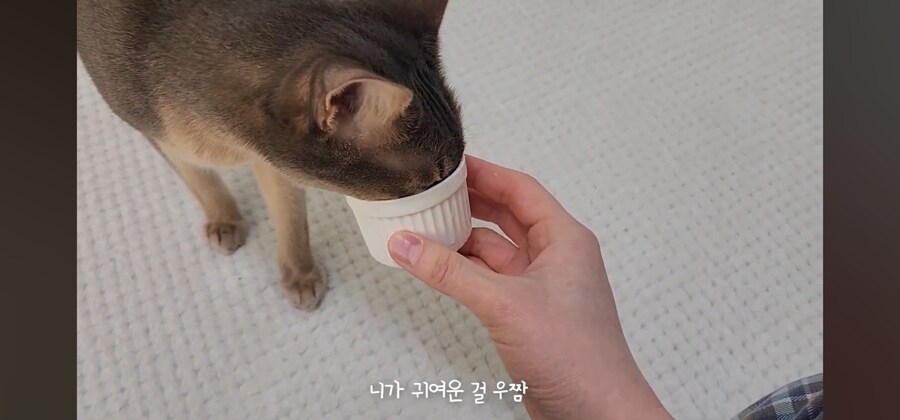 냥집사들 최고로 사악해지는 순간_10.jpg