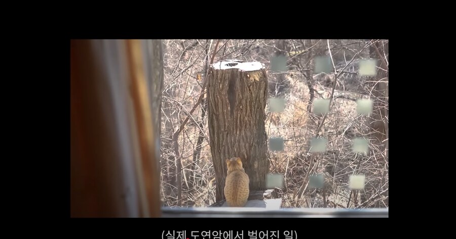 새 모이통은 무조건 높이 달 수록 좋은 이유_11.png