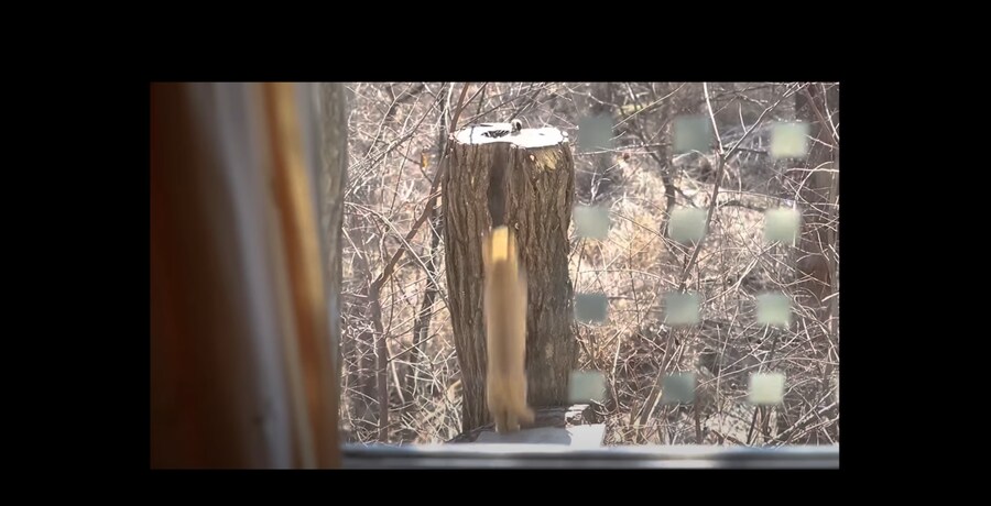 새 모이통은 무조건 높이 달 수록 좋은 이유_12.png