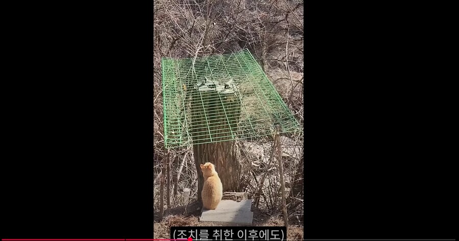 새 모이통은 무조건 높이 달 수록 좋은 이유_15.png