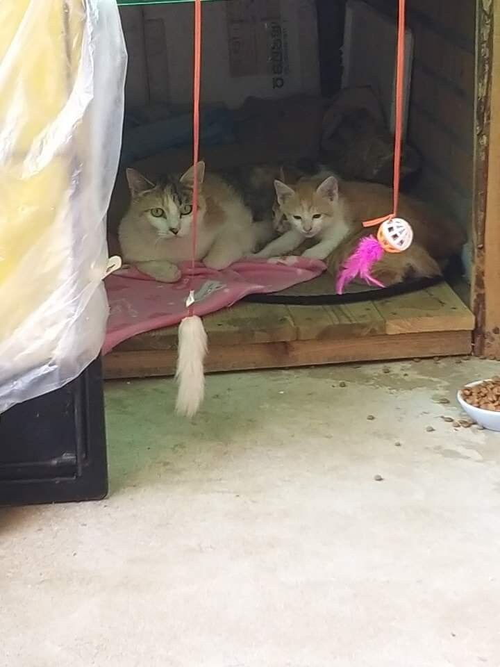 고양이가 괘씸한 어느 아저씨_2.jpg