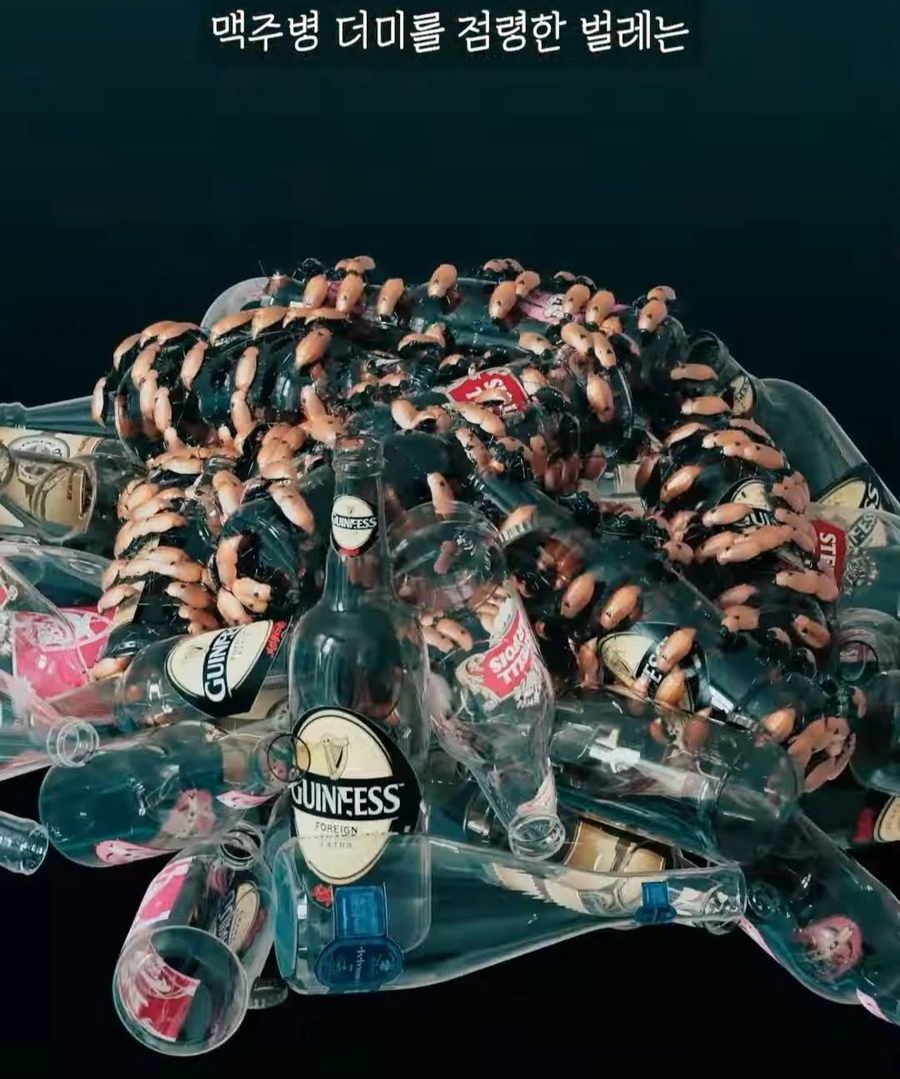 거대 보석 딱정벌레가 급감했던 이유_1.webp