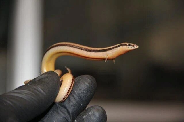 팔 달린 뱀 본적 있음? ㅋㅋㅋㅋ_1.png