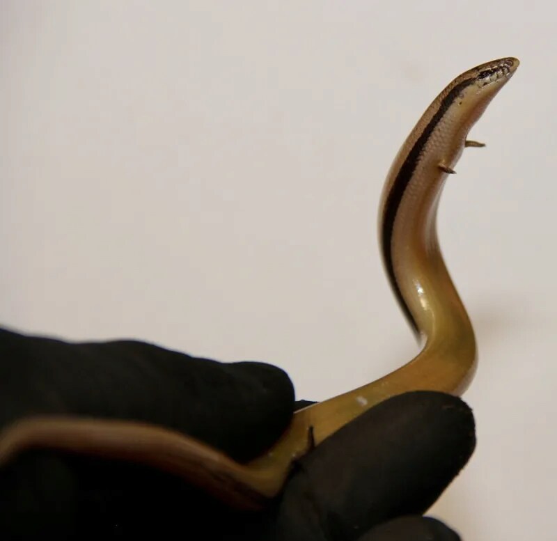 팔 달린 뱀 본적 있음? ㅋㅋㅋㅋ_2.png