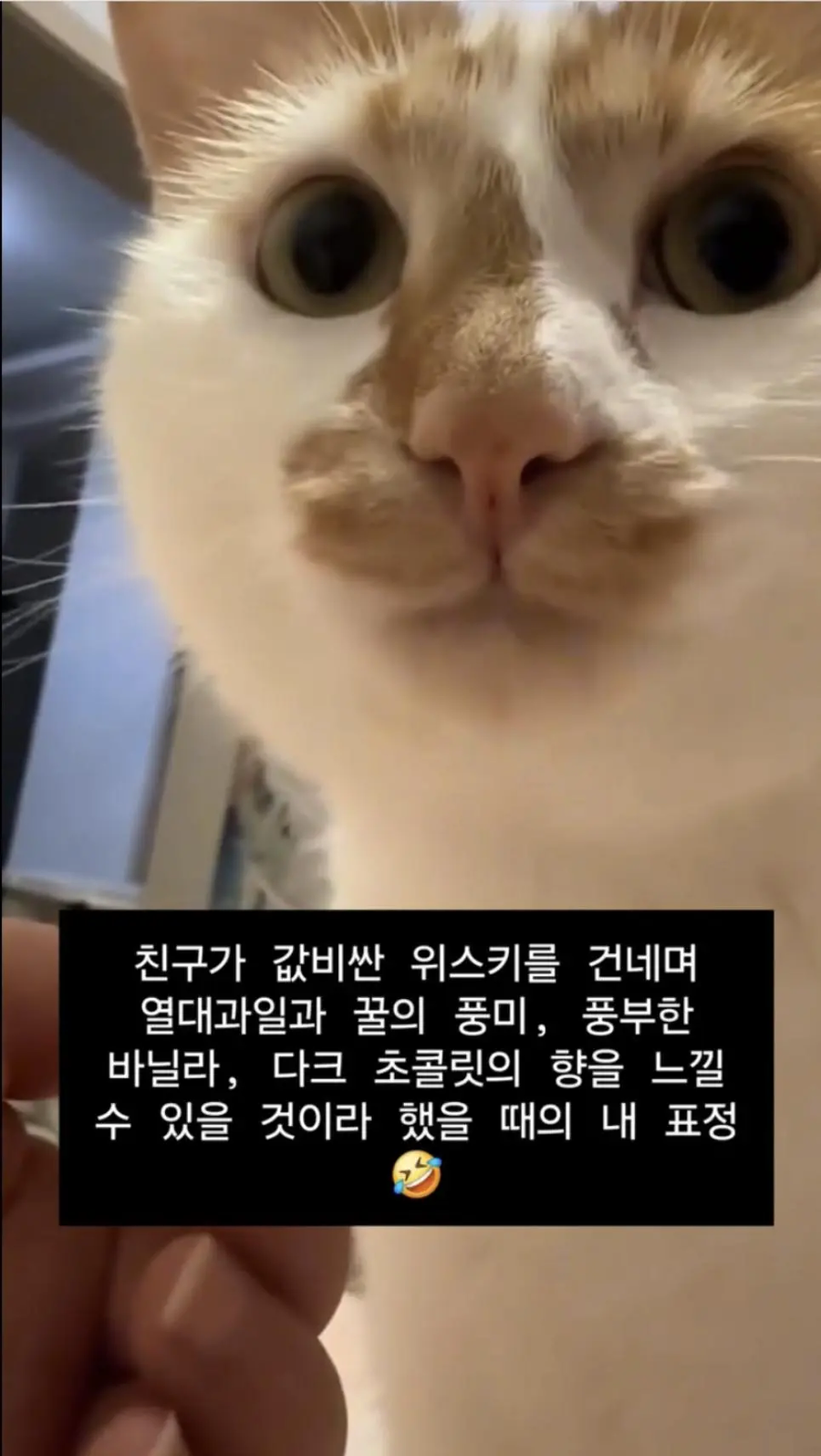 위스키를 처음 마셔봤을 때_1.webp